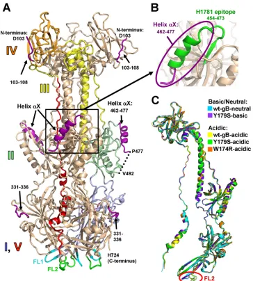 FIG. 1. (A) W174R-acidic structure (chain A). A single protomer is colored by domain with domain I, pale blue; domain II, pale green; domainIII, yellow; domain IV, orange; and domain V, red