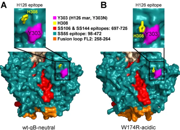 FIG. 5. Effect of low pH on the overall structure of the gB ectodomain. (A) Electron micrographs of wt gB730 at pH 7.6 (top) and pH 3.0(bottom)