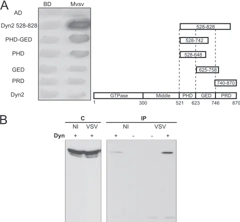 FIG. 1. VSV M protein binds dynamin. (A) Mapping studies of Mprotein binding domain within dynamin 2