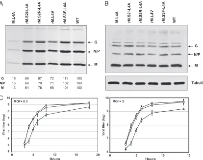 FIG. 4. Characterization of the production of recombinant virus M.L4A and its revertants