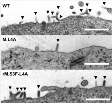 FIG. 5. Characterization of revertant phenotypes. (A) Comparisonof the morphology of the plaques of WT VSV, M.L4A recombinant