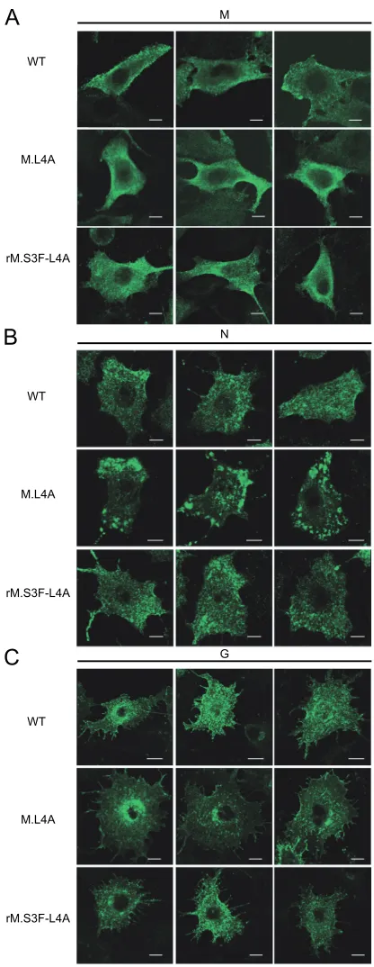 FIG. 7. Localization of M, N, and G proteins in cells infected byWT VSV, mutant M.L4A, or revertant rM.S3F-L4A