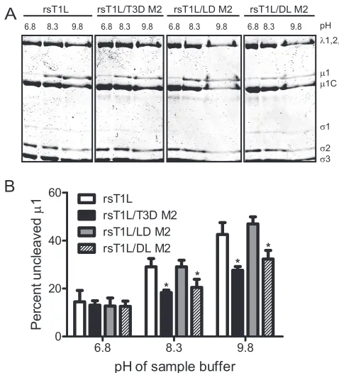 FIG. 1. Viruses with chimeric �T3D M2 gene segments. The amino acid sequence ofments are shown, along with cleavage products generated during virusentry