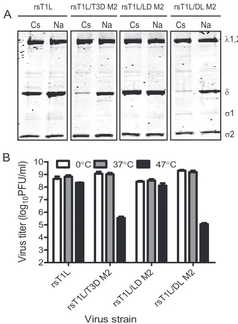 FIG. 3. The �ISVP* conversion. (A) ISVPs of the indicated viruses were treatedwith CsCl or NaCl at 30°C for 20 min, chilled on ice for 20 min, andtreated with trypsin at 4°C for 30 min