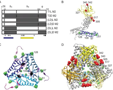 FIG. 5. Viruses with chimeric �yellow (38, 53). The positions of the polymorphic residues within domains I and IV are shown in green and red, respectively