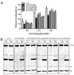 FIG. 6. Different portions of modulate autocleavage efﬁciency and ISVP* formation. (A) CsCl-puriﬁed preparations of the indicated virus0.05, as determined by using the Studentviruses were treated with CsCl or NaCl at 30°C for 20 min, chilled on ice for 20 