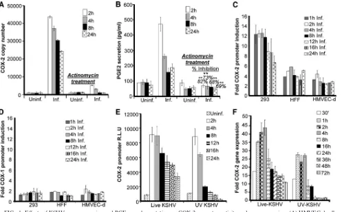 FIG. 1. Effects of KSHV gene expression and PGE2in the supernatants collected from cells treated as described for panel A