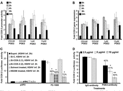FIG. 2. Effect of exogenous PGE supplementation on COX-2 promoter activity and gene expression