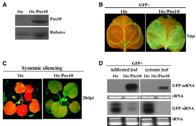 FIG. 1. RDV Pns10 suppressor activity in transgenic N. benthamiana35S-GFP. GFP ﬂuorescence was imaged under long-wavelength UV light at 5 dpi