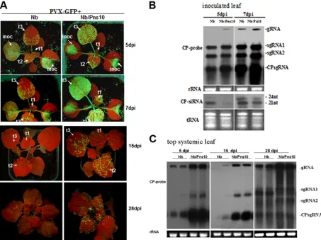 FIG. 2. Pns10-enhanced PVX-GFP infection and spread in N. benthamianat3) are indicated
