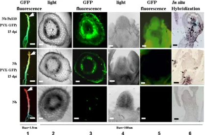FIG. 3. Distribution of PVX-GFP in infected stems and shoot apices of N. benthamianaGFP ﬂuorescence under long-wavelength UV light at 15 dpi, and columns 3 and 5 show ﬂuorescent images of transverse sections of stems andlongitudinal sections of shoot apice