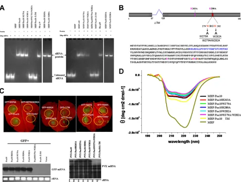 TABLE 1. VSR and binding activities of Pns10 mutants