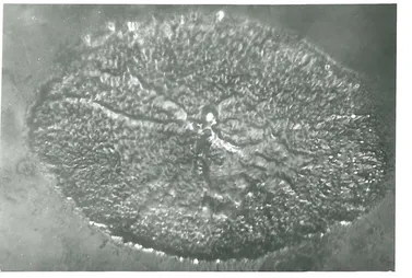 Fig. 7.21. Top view of another Zinc crater. 