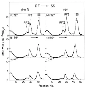 FIG. 7.dnaGandharvested,cellverticaltion Single-strand synthesis (RFSS) in PC3X8 dnaG and PC3X8 rev