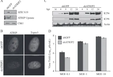 FIG. 9. ATR and ATRIP are required for efﬁcient HSV-1 replication and IE gene expression