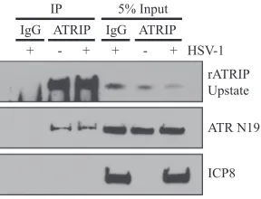 FIG. 4. ATR colocalizes with ICP8 in HSV-1 replication compartments. Vero cells were transfected with wild-type Flag-ATR (wt) orkinase-dead Flag-ATR (kd) and infected with HSV-1 at an MOI of 10 for 6 h