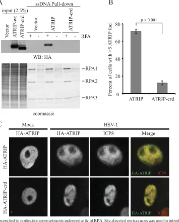 FIG. 8. ATRIP is recruited to replication compartments independently of RPA. Site-directed mutagenesis was used to introduce the checkpointrecruitment domain (crd) D58K,D59K mutation into full-length ATRIP