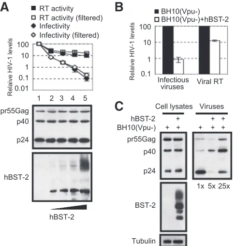 FIG. 2. Vpu rescues production of infectious HIV-1 particles in thepresence of human BST-2
