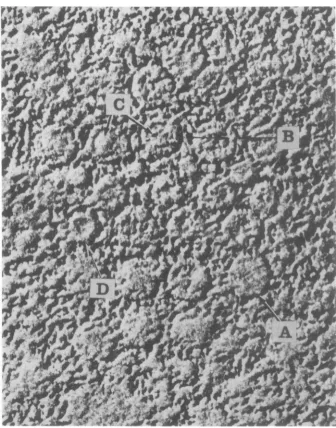 FIG. 3.Magnification:shadowingsphericalofcleavedwhich capsomeres A paracrystalline inclusion of the type shown in Fig
