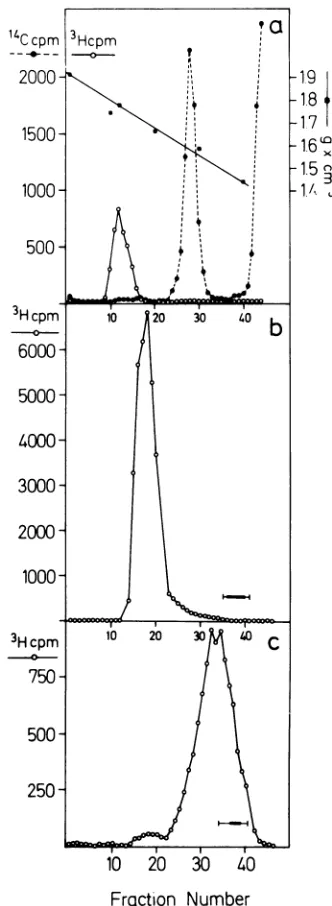FIG. 5.Ad2sedimentationinmate-labeledmatelytreated a Isolation of sarcosyl cores. (a) Equilibriumin CsCl density gradient
