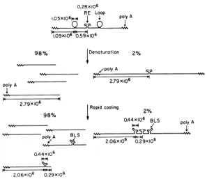 FIG. 9.filleddaltons.molecularrRNA,molecularmMweight A plot of RNA electrophoretic mobility in 5 CH3HgOH 0.8% agarose gels as a function of weight