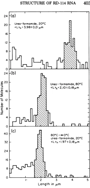 FIG. 4.RD-114Mnique.(Uice,were+ F) cations) Histogramof the length distribution of RNA spread by the urea-formamide tech- (a) RD-114 RNA spread in 80% (U + F) (0.05 at 20 C; (b) RD-114 RNA spread in 65% (U (0.06Mcations) at80 C; (c) RD-1J14RNA in 65% + F) 
