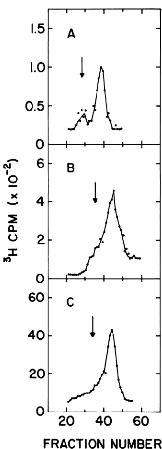 TABLE 1. Synthesis of the high-molecular-weight andnormal forms of qX174 RF DNA at 41 and 30 C inLD331 and H502a