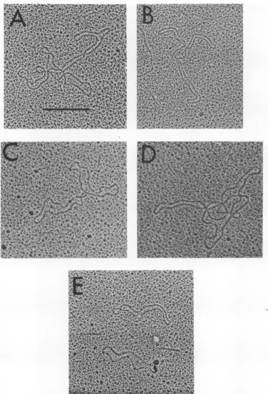 FIG. 6.continuous Electron micrographs of OX174 DNA from LD331. A, Continuous tetramer; B, continuous trimer; C, dimer; D, trimer, probably catenated; F, monomers