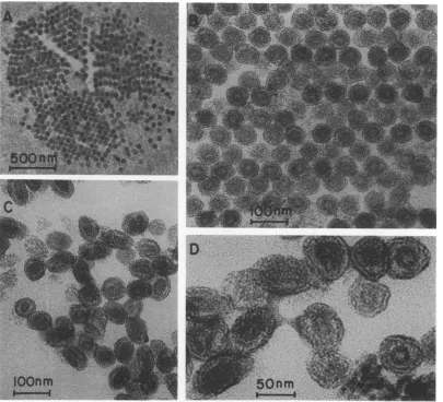 FIG. 7.fivefoldgglycerol.Methods.andcollectedcultures at Electron micrographs of positively stained thin sections of pelleted LDV