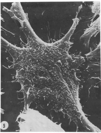 FIG. 5.surface.distribution A single TB cell infected with ts 3 virus incubated at 39 C 48 h after infection showing the density and of viral particles on the cell surface