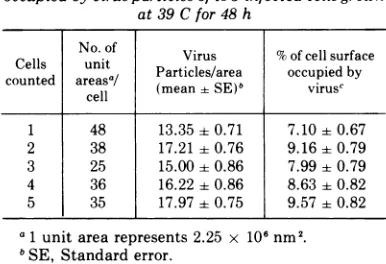 FIG. 6.monolayerconcentration (A) The smooth upper surface of a ts 3-infected TB cell incubated at 39 C with a representative virion 48 h after infection
