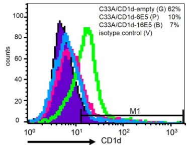 FIG. 4. CD1d heavy-chain transcription and translation in C33A/CD1d, C33A/CD1d-empty, C33A/CD1d-6E5, and C33A/CD1d-16E5