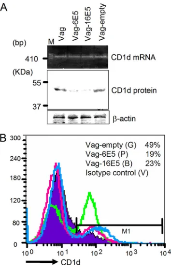 FIG. 7. CD1d trafﬁcking in the presence or absence of E5. C33A/CD1d-empty, C33A/CD1d-6E5, or C33A/CD1d-16E5 cells were