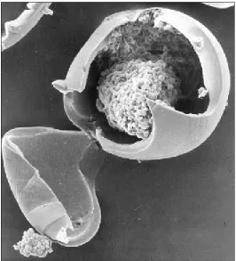 Figure 1-1: Islet Microencapsulated [5] 