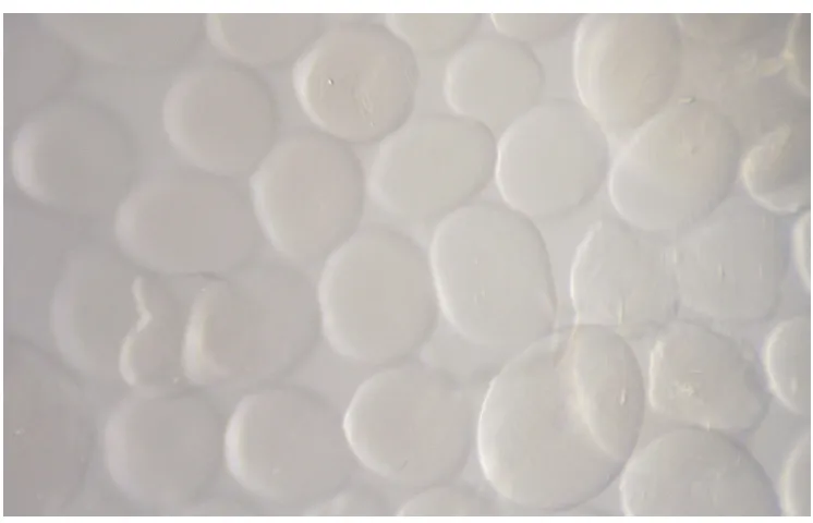 Figure 6-1:  Alginate spheres with and without a tail (M = 4). 