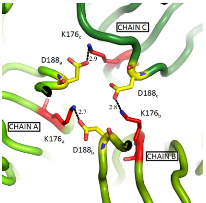 FIG. 7. Model of K176-D188 intersubunit interactions in the E1homotrimer. The MCCE program was used to model the predominant