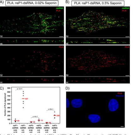 FIG. 9. In situwith SINV/nsP3GFP at an MOI of 20 PFU/cell. At 2 h postinfection, cells were ﬁxed with 4% PFA, permeabilized with either 0.02% (A) or 0.5%(B) saponin, treated with dsRNA-speciﬁc MAb and rabbit anti-SINV nsP1 Ab, and further processed forobje