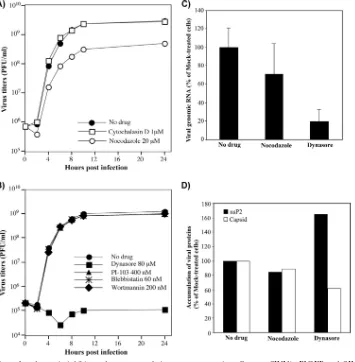 FIG. 12. Application of endocytosis inhibitors does not result in a strong negative effect on SINV/nsP3GFP and SINV/nsP3GFP RNAreplication