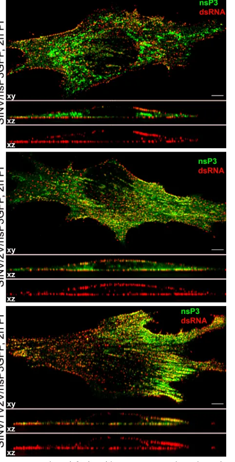 FIG. 2. At 2 h postinfection with SIN/nsP3GFP and ns polyproteincleavage mutants, virus-speciﬁc dsRNAs are located at the plasma