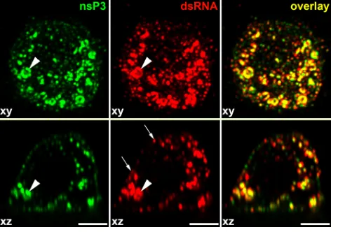 FIG. 4. At early times postinfection of mosquito cells, nsP3-GFPand dsRNAs are distributed at both the plasma membrane and endo-