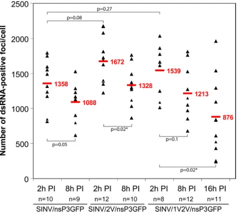 FIG. 6. Numbers of dsRNA-positive foci detected in BHK-21cells at different times postinfection with SINV/nsP3GFP, SINV/
