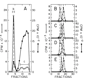 FIG. 1.rightnuclearsodiumHeLaallcellswithandtheCi/mmol).x 10') Identification of intermediate DNA in the adenovirus replication complex