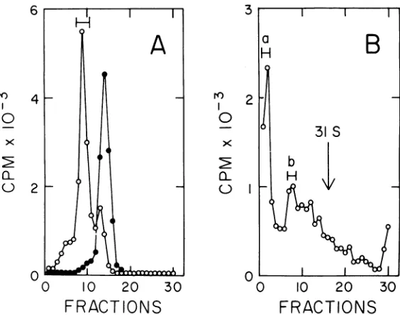FIG. 2.pooled,arrowandwerecentrifugedcontainedwithdensitybromide/ml. Isolation of intermediate DNA by equilibrium centrifugation in cesium chloride-ethidium bromide gradients
