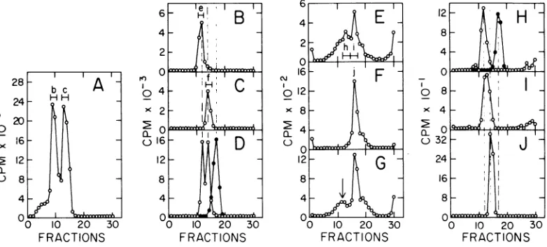 FiG. 3.EDTA,andseparatelyFractionssucrosewasarrowdescribedanextractedRebanding(J)inintermediateb[CJC]HeLa and a Characterization of intermediate DNA and completed viral DNA