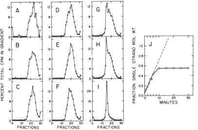 FIG. 5.pooledfraction.5-minDNA,2-mincalculatedDNA0.2centerleast Alkaline sucrose gradient velocity sedimentation of intermediate DNA and completed adenovirus isolated from the cesium chloride-ethidium bromide gradients described in Fig