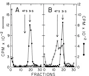 FIG.FRACTIONS8,0.01mixed(B). resembled 7. Effect of ionic strength on the sedimentation rate of intermediate DNA