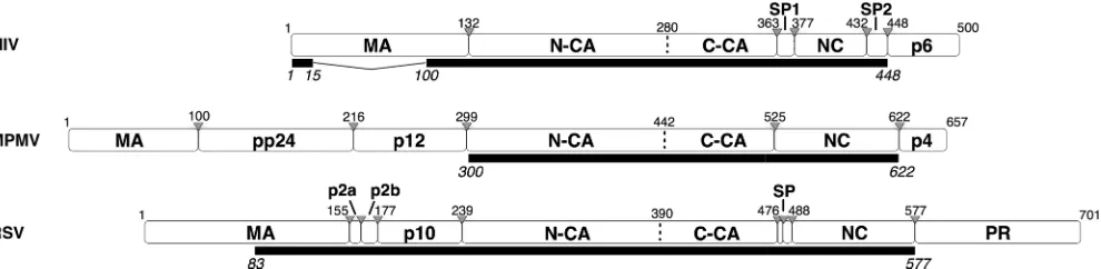 FIG. 1. Modular architecture of the full-length Gag proteins of HIV, M-PMV, and RSV. White rectangles illustrate Gag polyprotein cleavageproducts