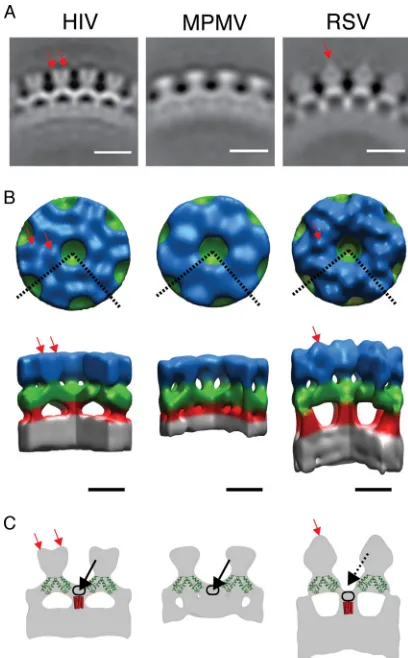 FIG. 2. Structure of the in vitrodial section through the average structures. The density is white