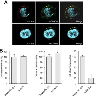 FIG. 2. Role of cell receptors in B19V attachment. (A) Immunoﬂuorescence scanning microscopy of representative cells showing colocalizationof B19V (red) with Gb4Cer or CD49e (green)