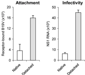 FIG. 3. Dynamics of B19V receptor detachment and internaliza-tion in UT7/Epo cells. (A) At progressive times following incubation at